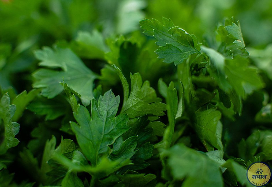 Tulsi